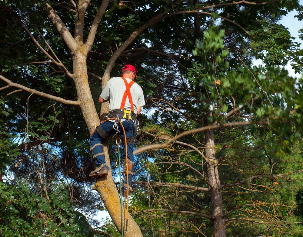 Arborist in a tree, wearing a hard hat and safety harness, cutting branches with a chainsaw.