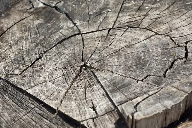 A close up of a tree stump showing the annual rings.