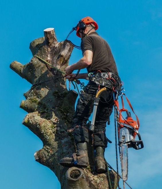 A man is cutting down a tree with a chainsaw.