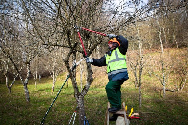 A man is cutting a tree with a pair of scissors while sitting on a ladder.