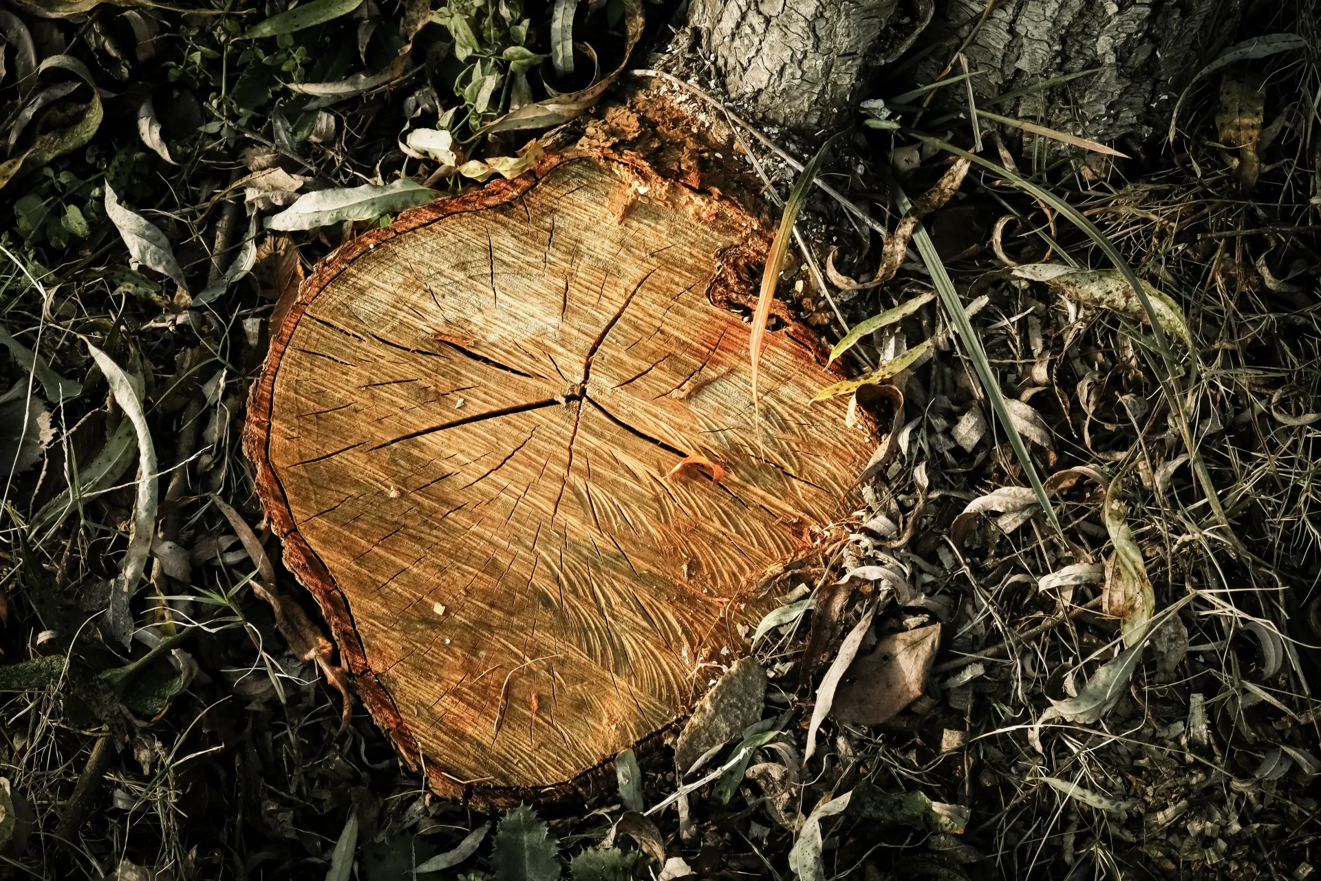 A tree stump is laying on the ground in the grass.