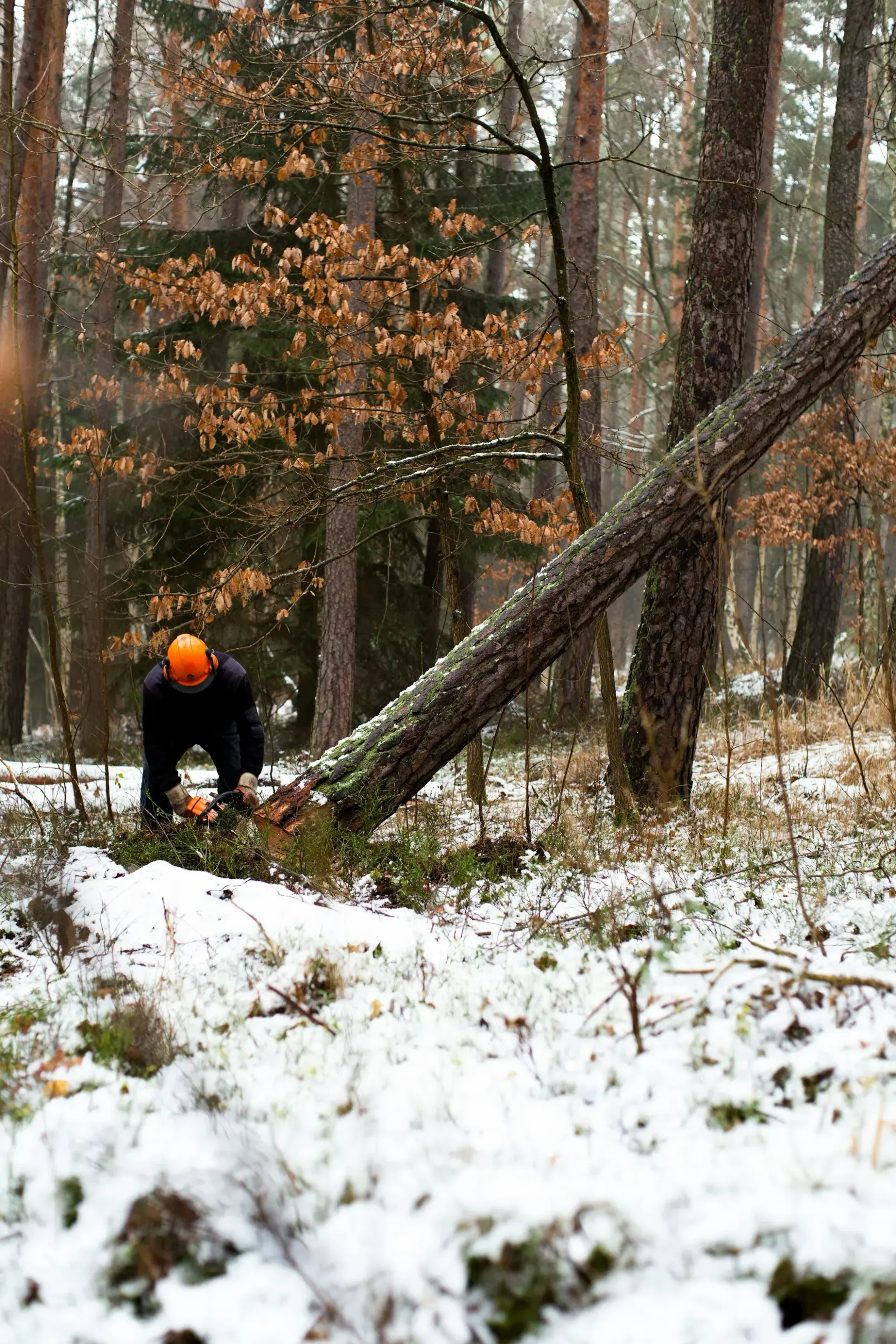 A man is cutting a tree in the snow in the woods.