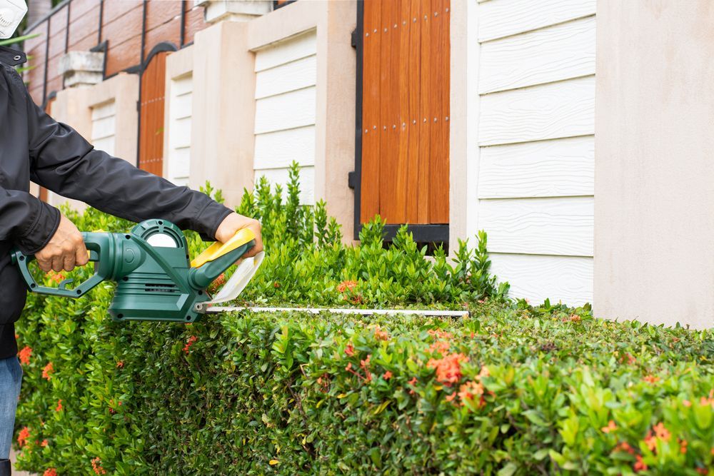 Person trimming a green hedge with a hedge trimmer in front of a white wall with wooden doors.