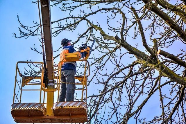 Man in lift basket using a chainsaw to trim tree branches against a blue sky.