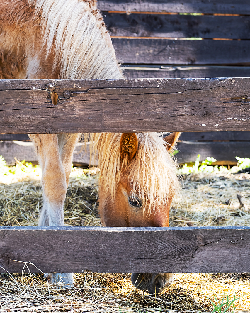 Pony grazing in a wooden pen, light brown and cream coat, tan mane, outdoors.