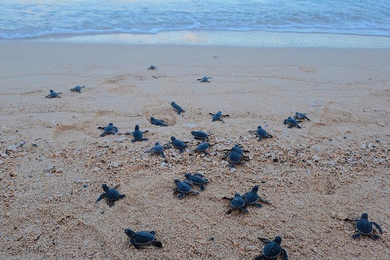 Explore Con Dao’s Marine Life and Turtle Conservation