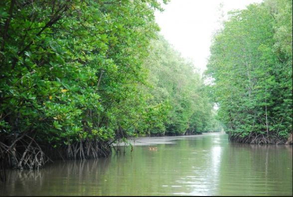 Explore Can Gio Mangrove Forest