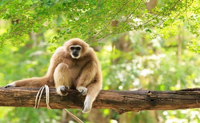 Look for Wildlife in Cat Tien National Park
