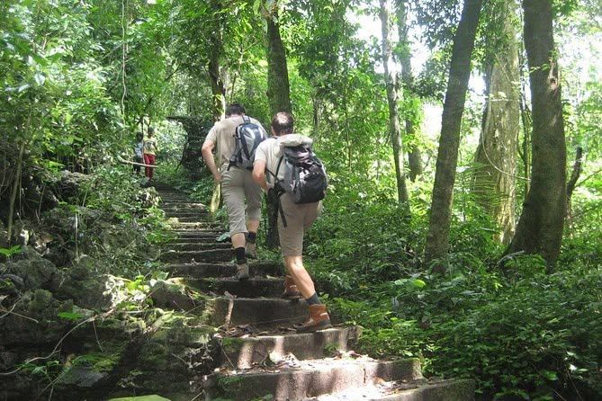 Follow the Forest Trails