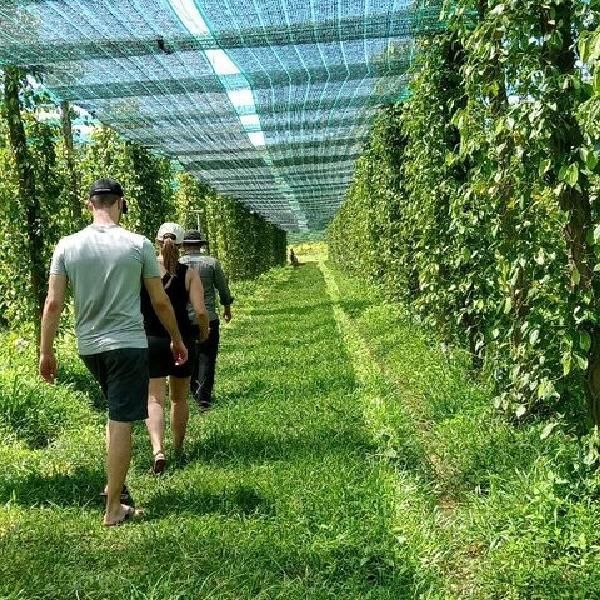 Visit a Pepper Farm