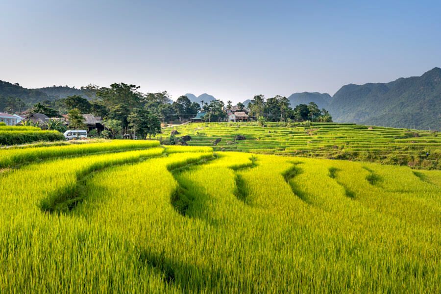 When Are Pu Luong’s Rice Fields Most Beautiful?