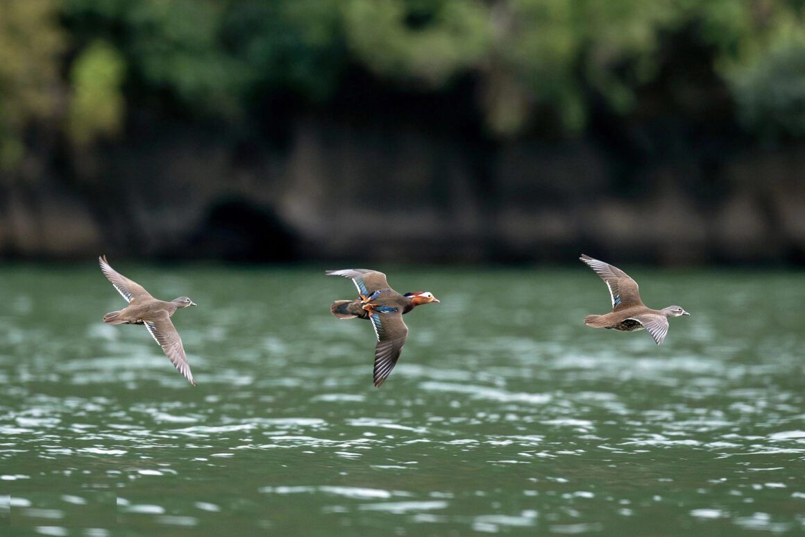 Bird Watching & Wildlife Spotting