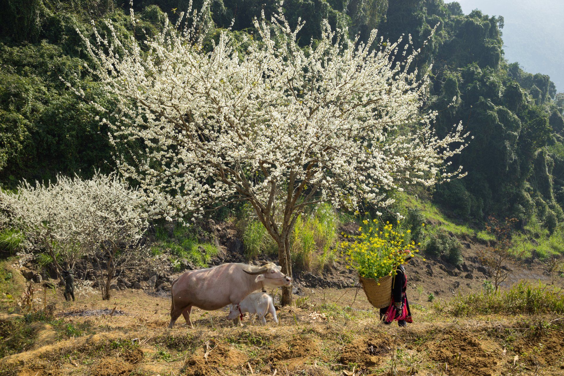 Ha Giang Things to Do – Ultimate Travel Guide (Local & Authentic Experiences)