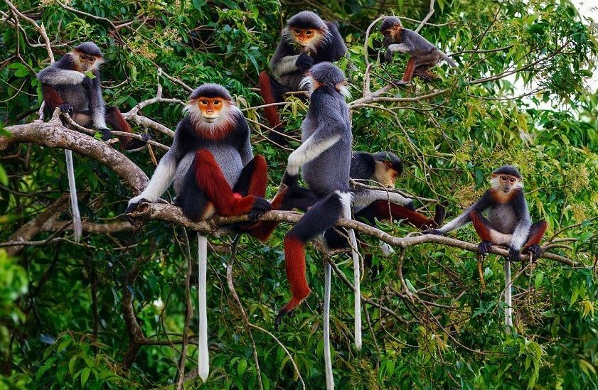 Discover Son Tra Peninsula (Monkey Mountain) Discover Son Tra Peninsula (Monkey Mountain)