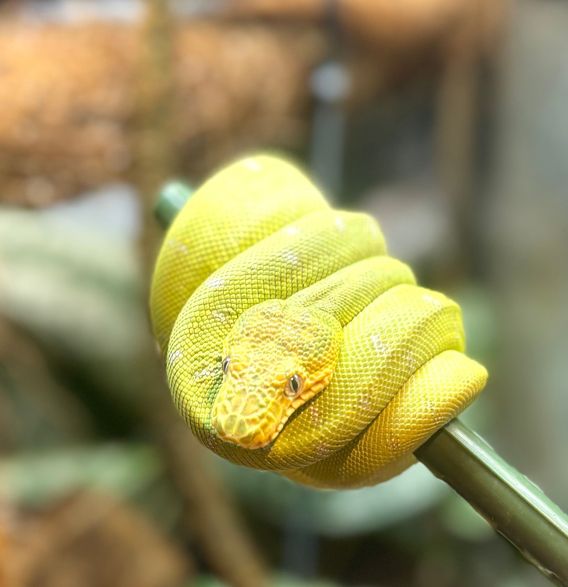 Emerald tree boa