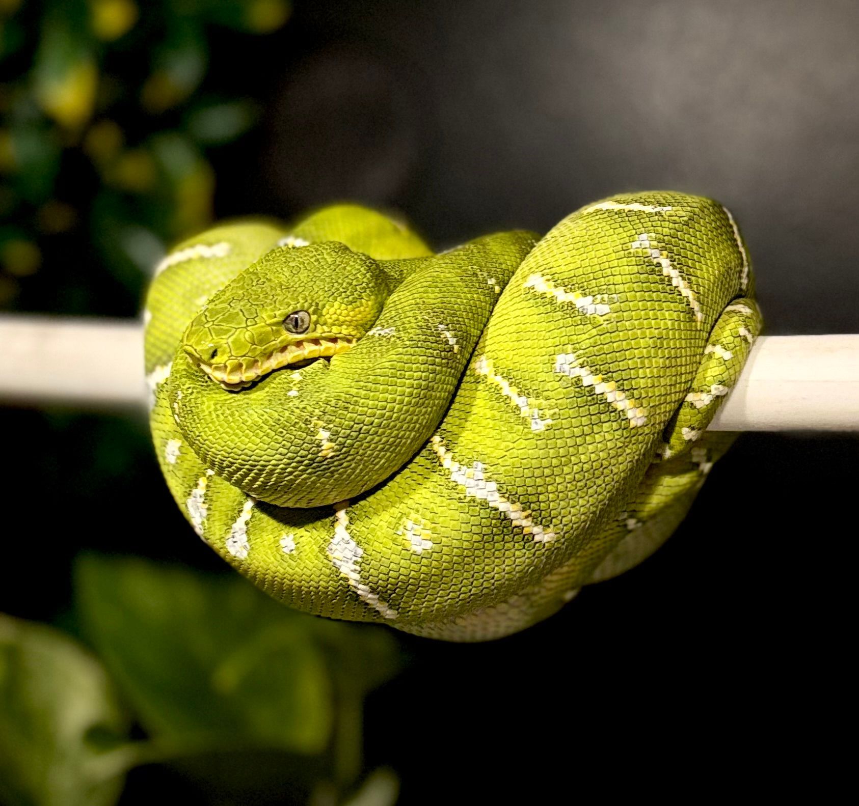 Emerald Tree Boa