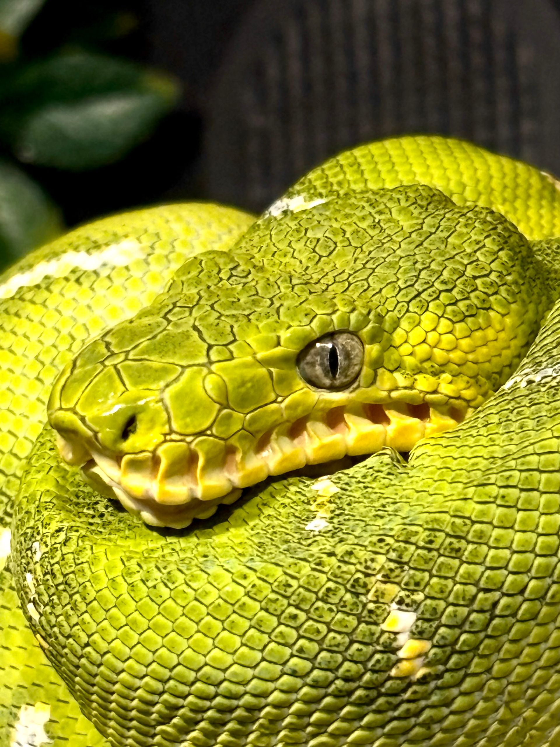 Emerald tree boa