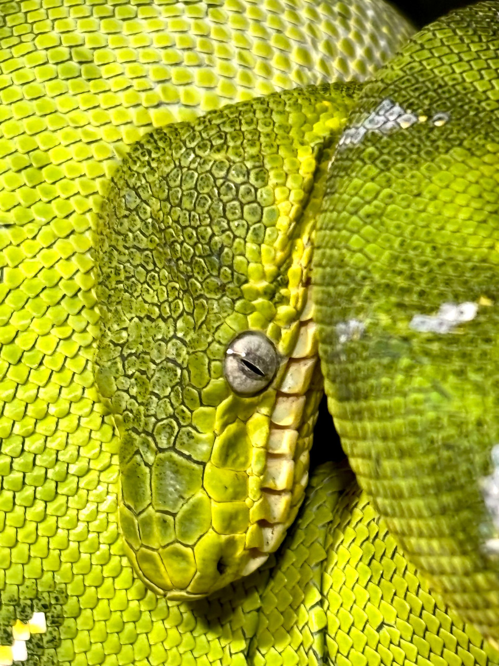 Emerald tree boa