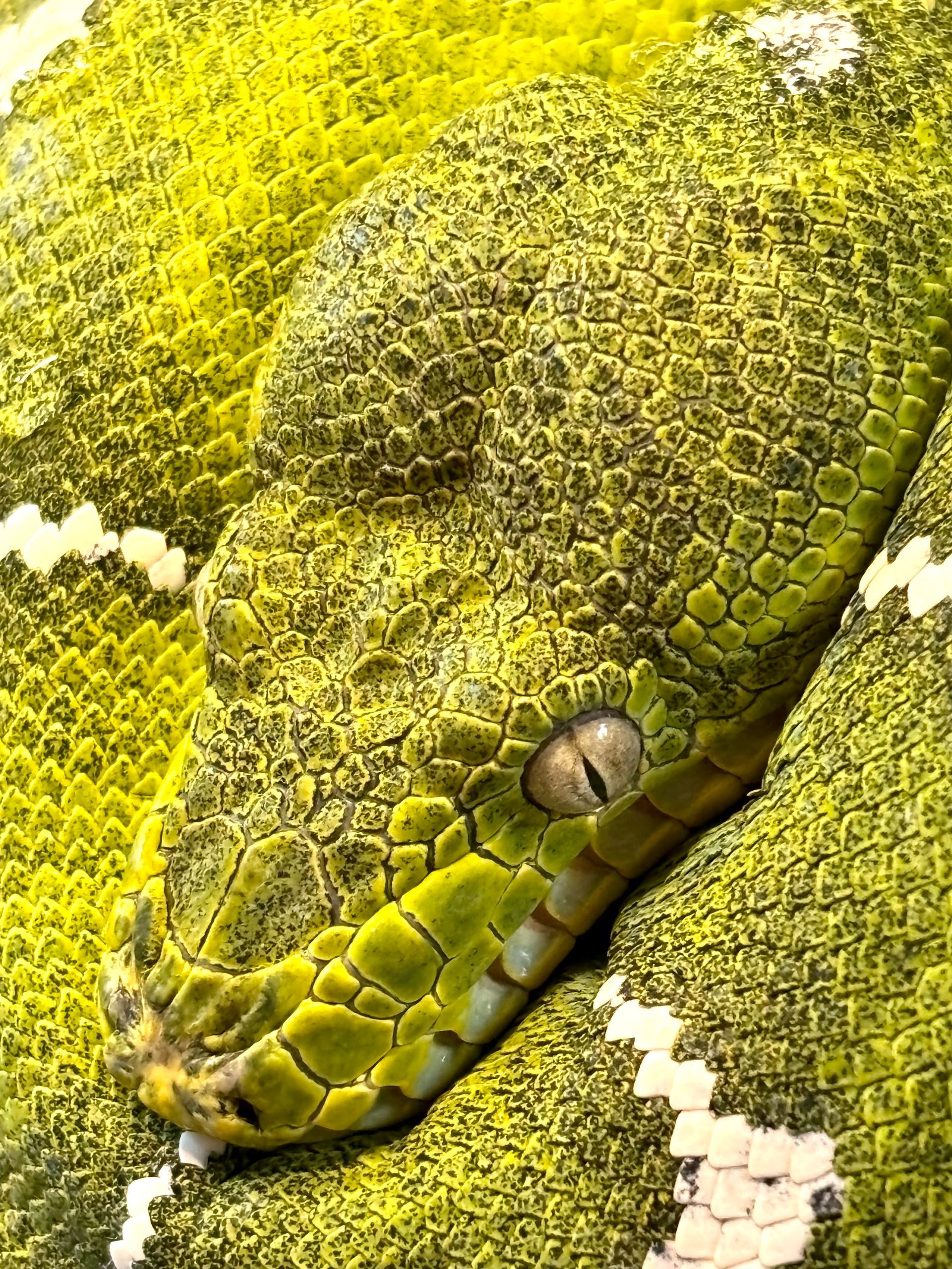 Emerald tree boa