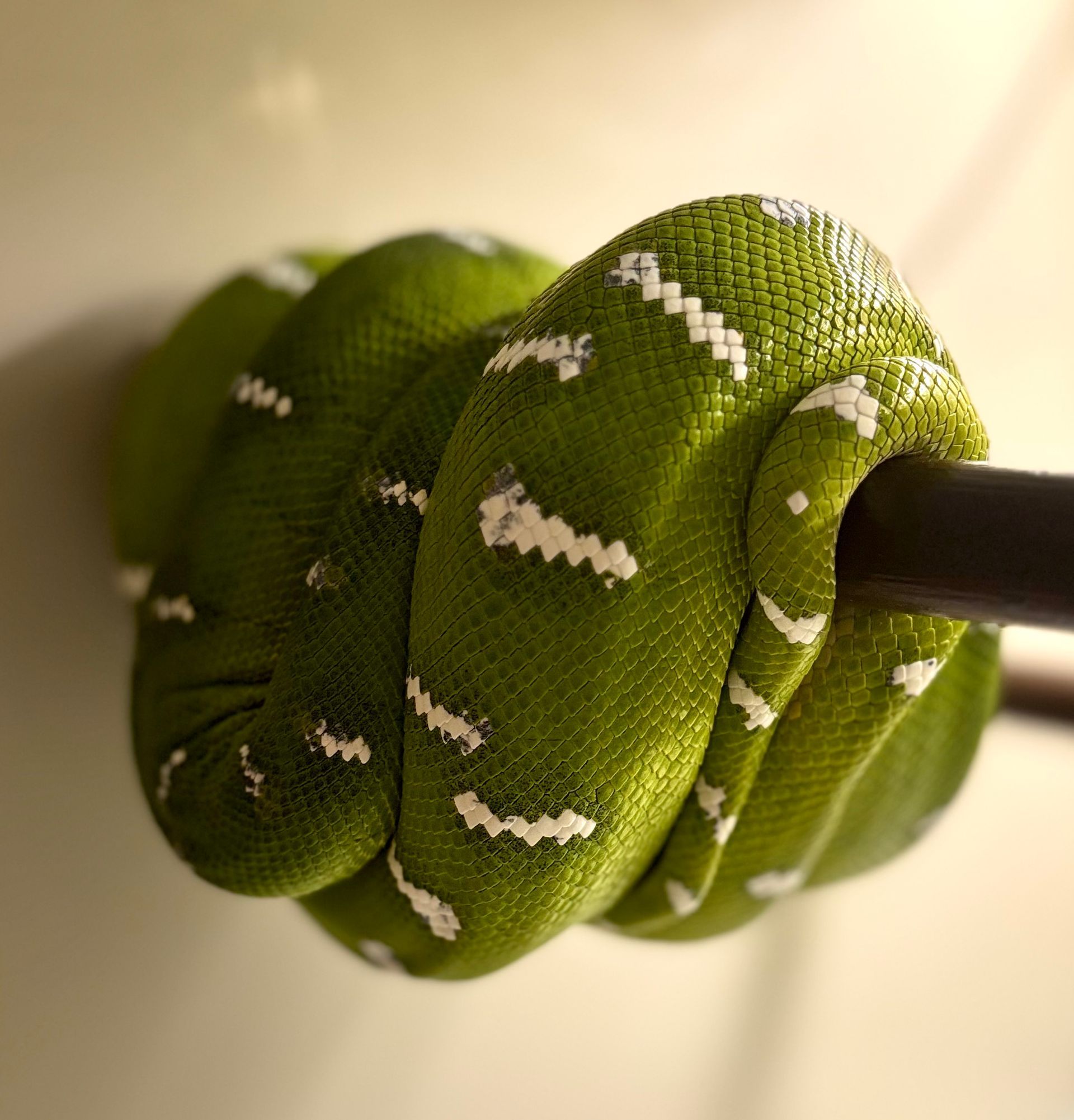 Emerald tree boa
