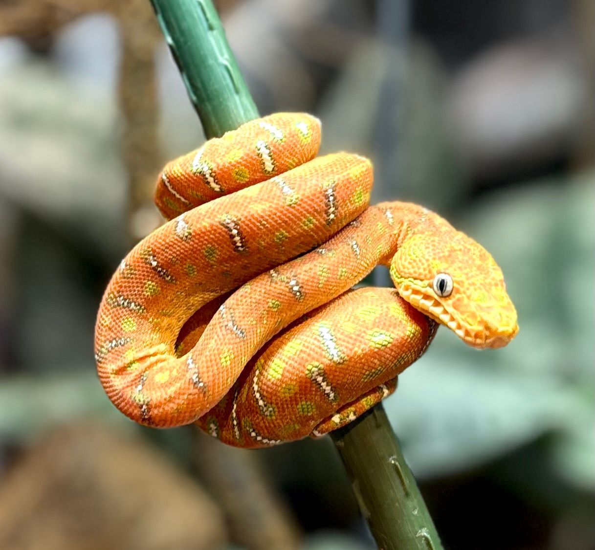 Emerald tree boa