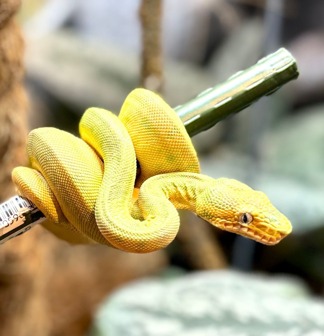 Emerald tree boa