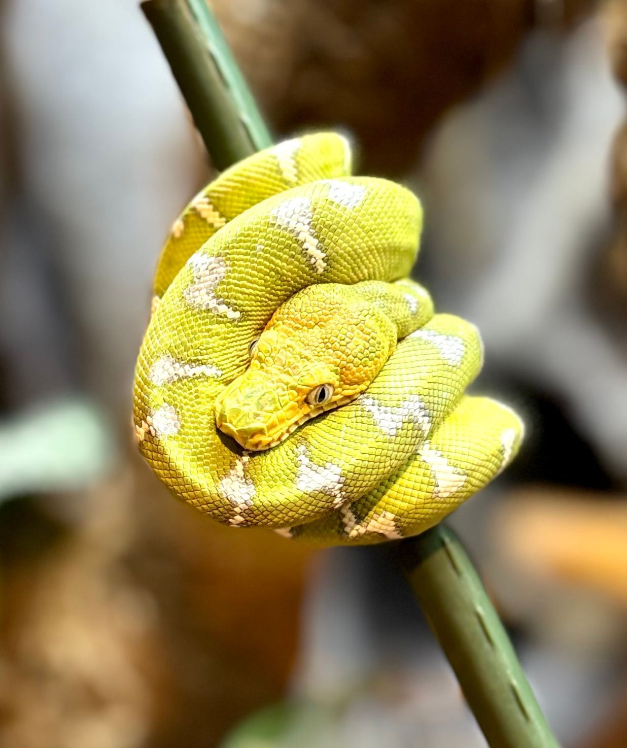 Emerald tree boa