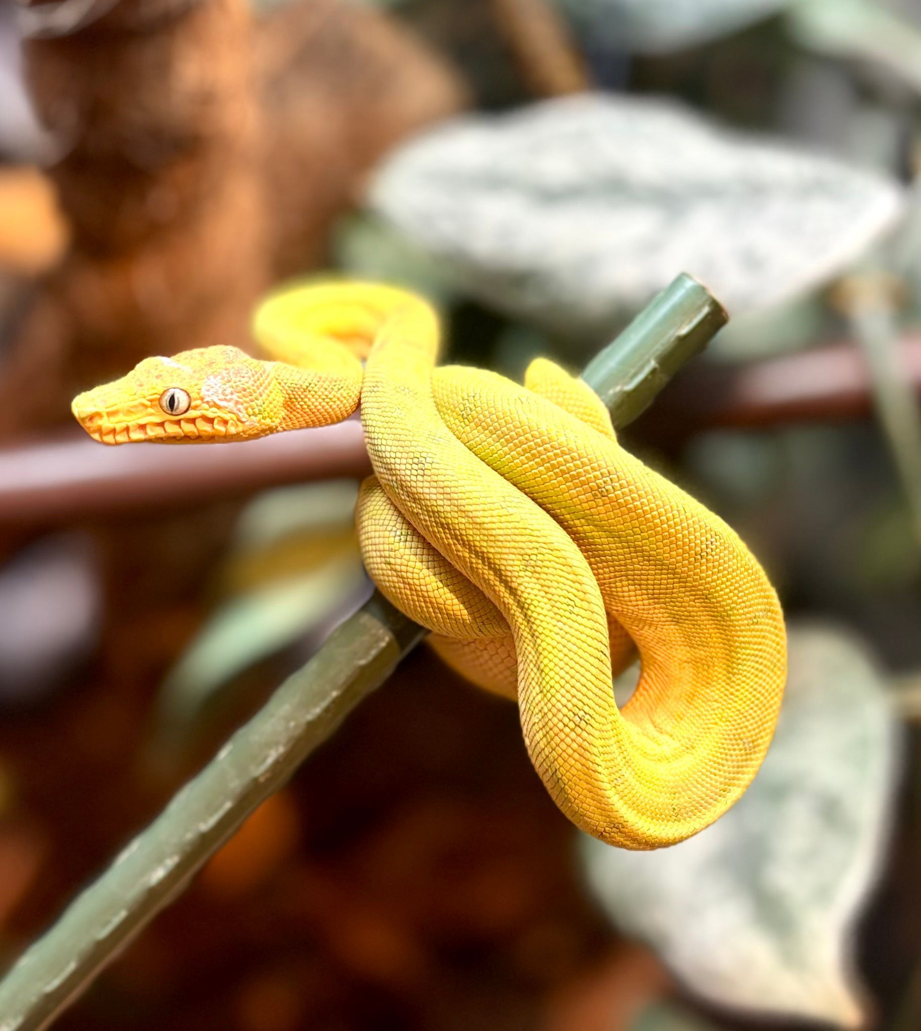 Emerald tree boa