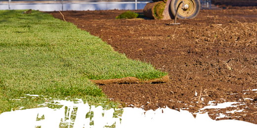 sod installation