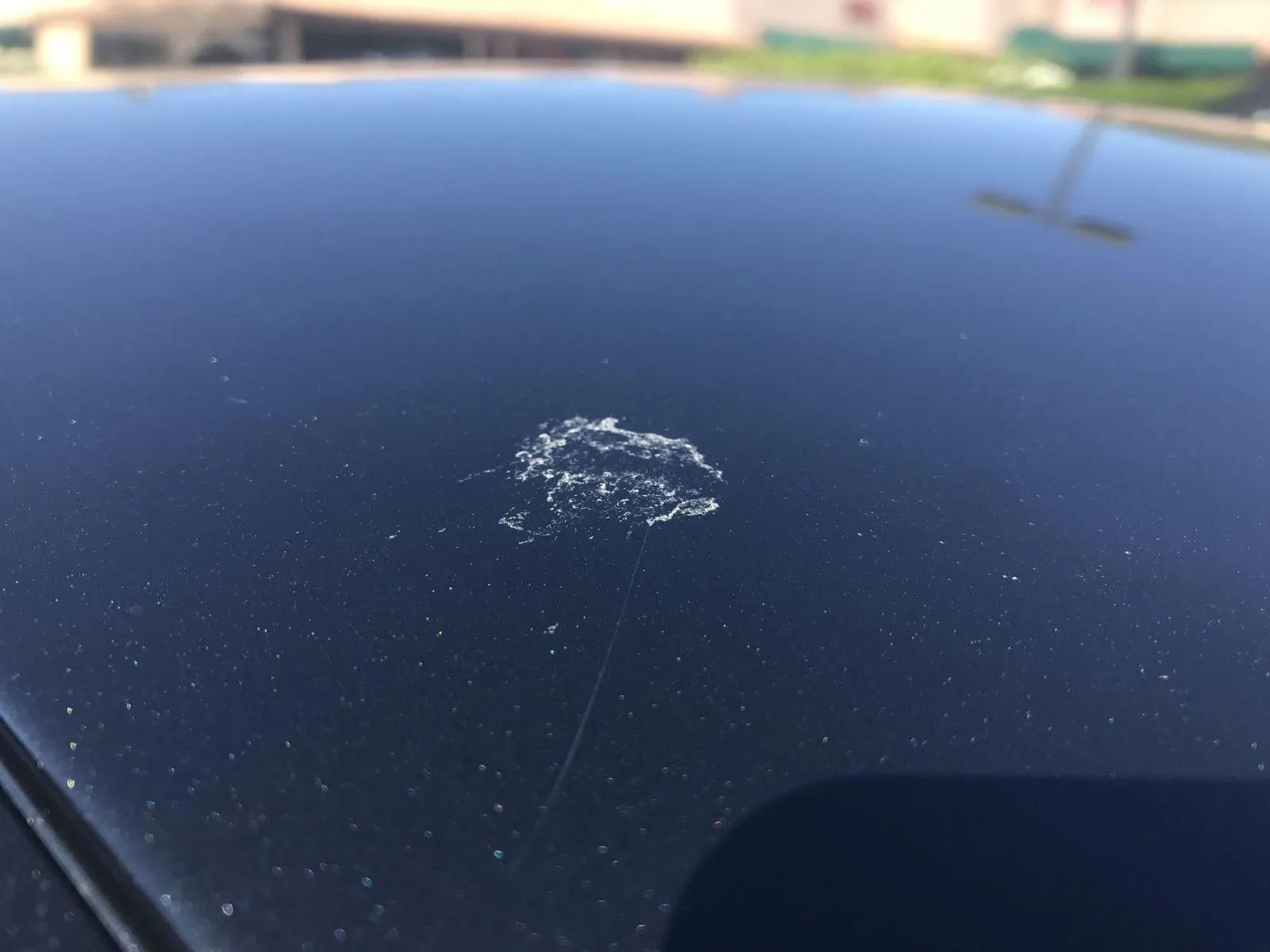 bird poop on car