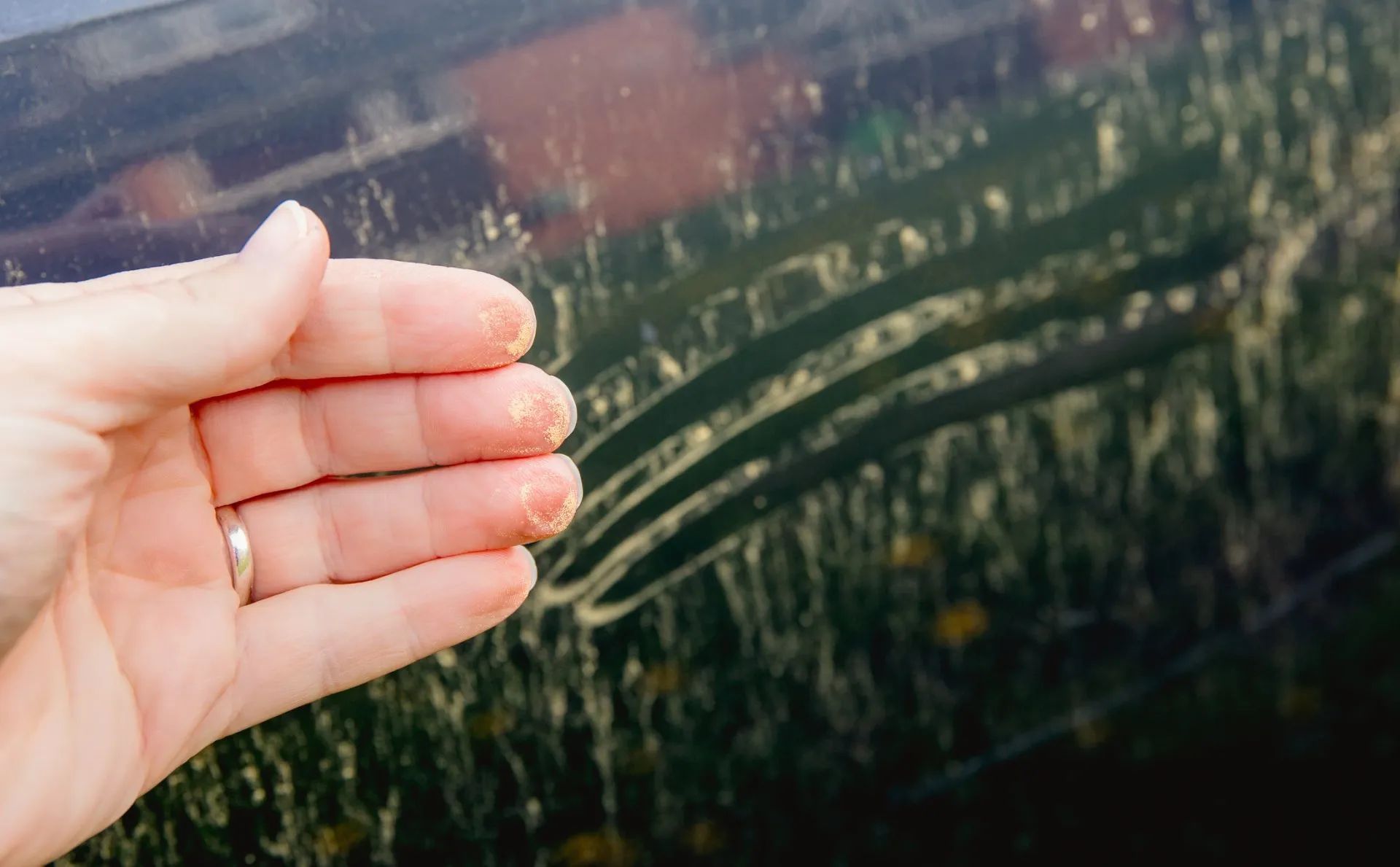 wiping pollen off a black car