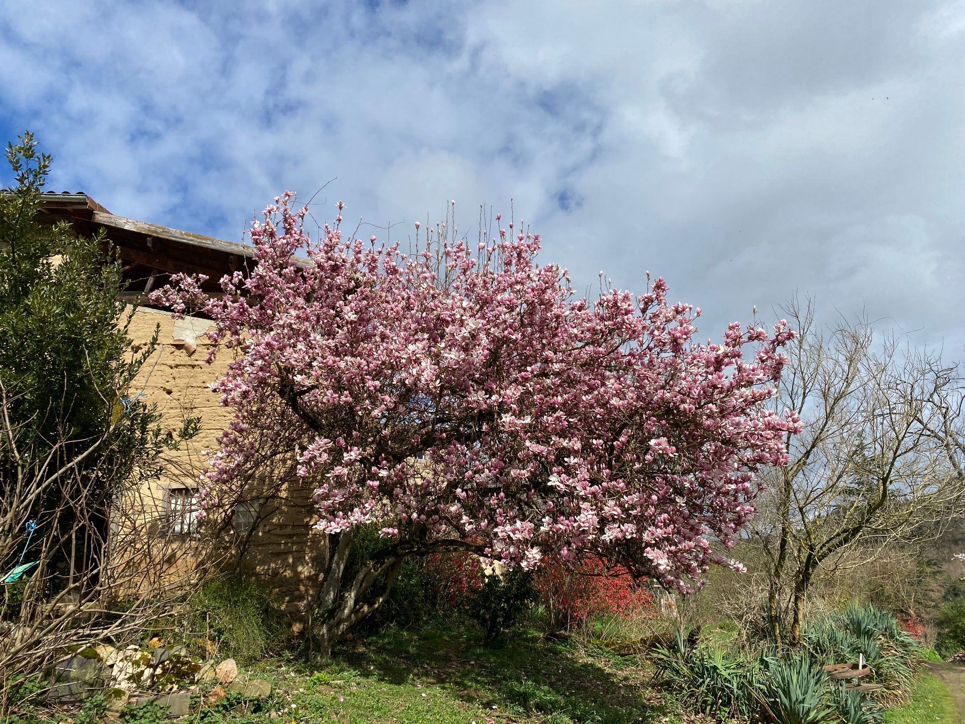 Magnolia dans le jardin en fleur en février en 2026, rose et bleu bel accord 