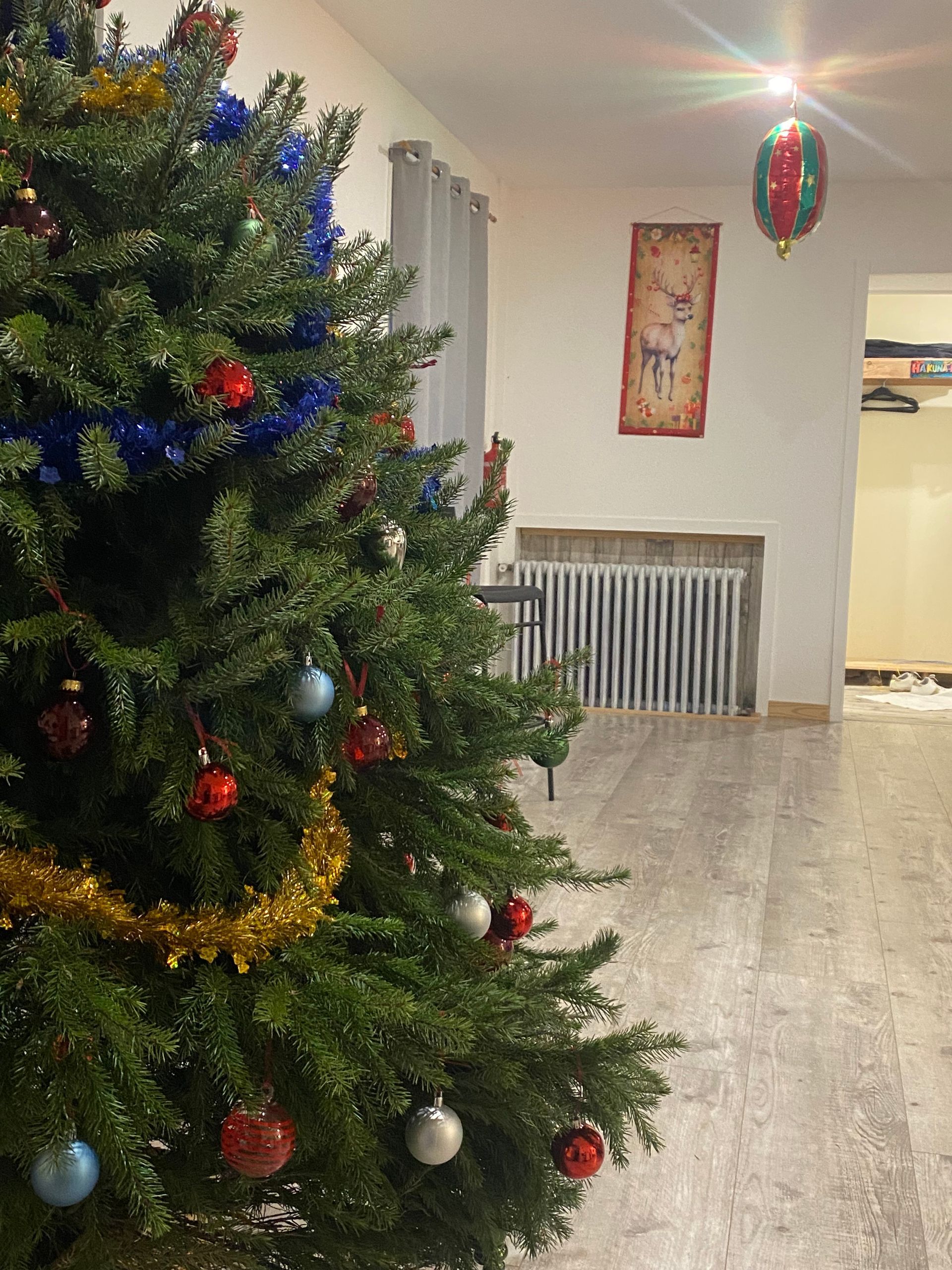 Un vrai sapin bleuté Omorika en pot apporte une fine odeur de Noel, Le roi des forêts. 