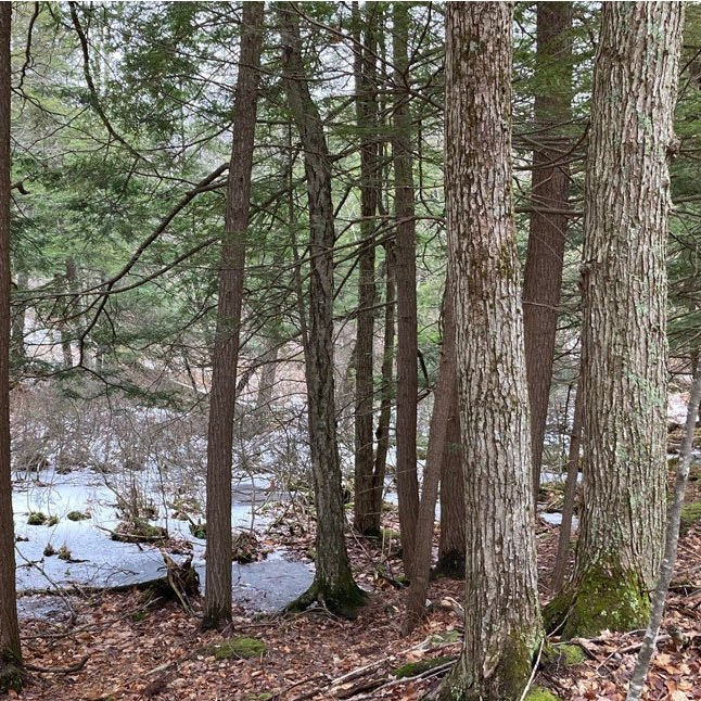 Tree Farm Program New York Tree Farm Windsor, NY