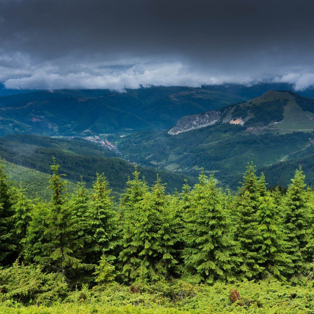 Tree Farm and Mountain