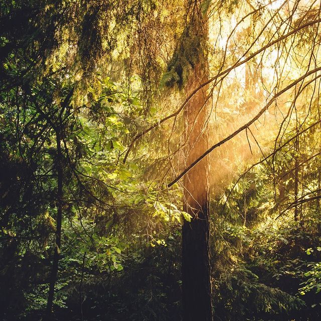 Forest Trees