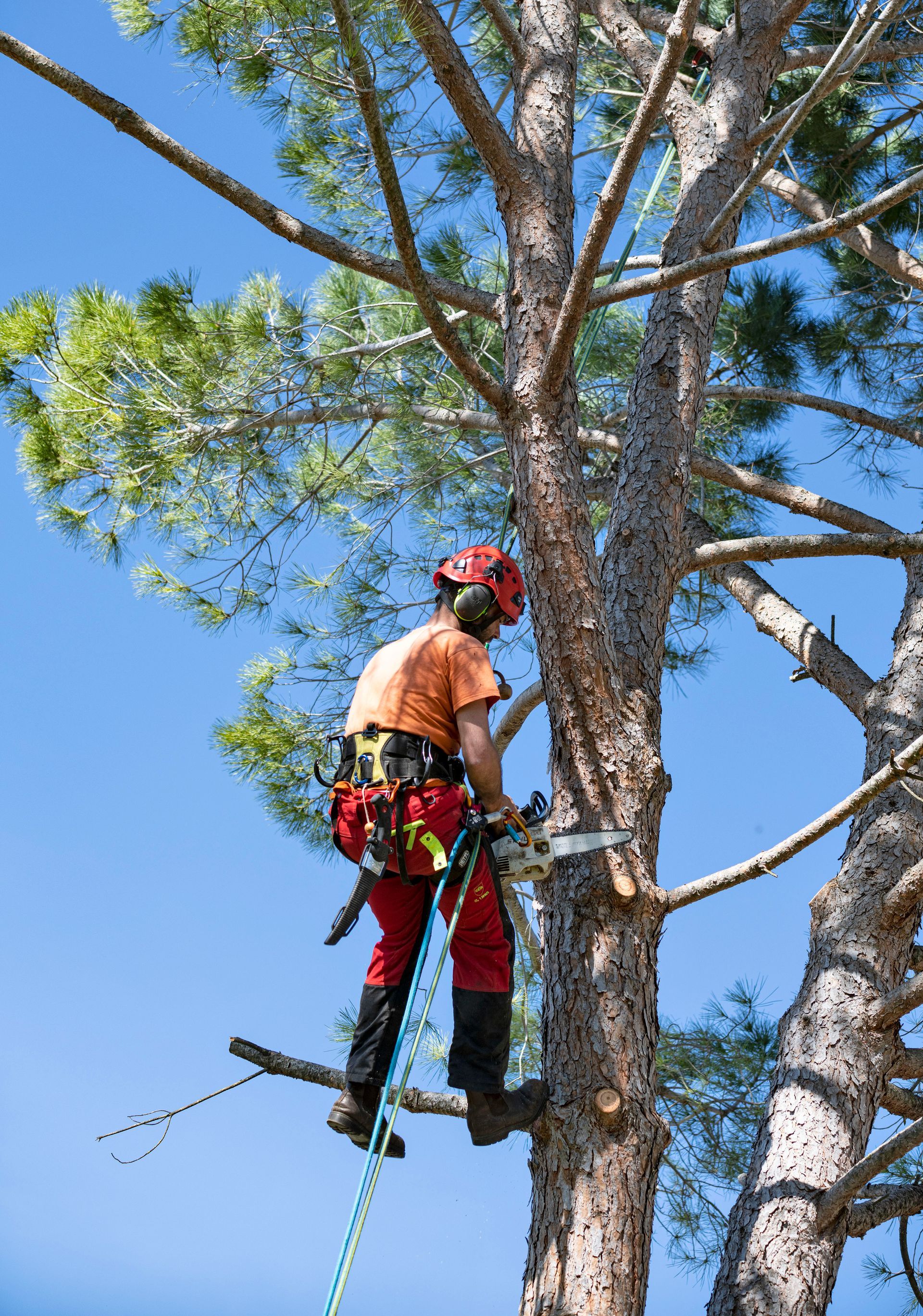 Arborist in safety gear using a chainsaw to trim a tree branch against a blue sky.