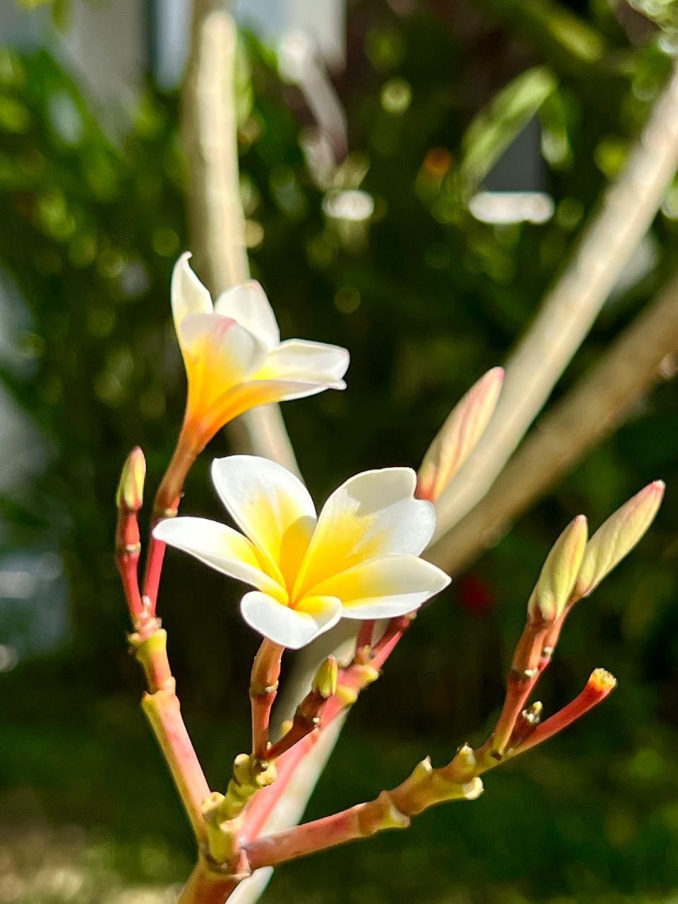 A close up of a flower with a yellow center