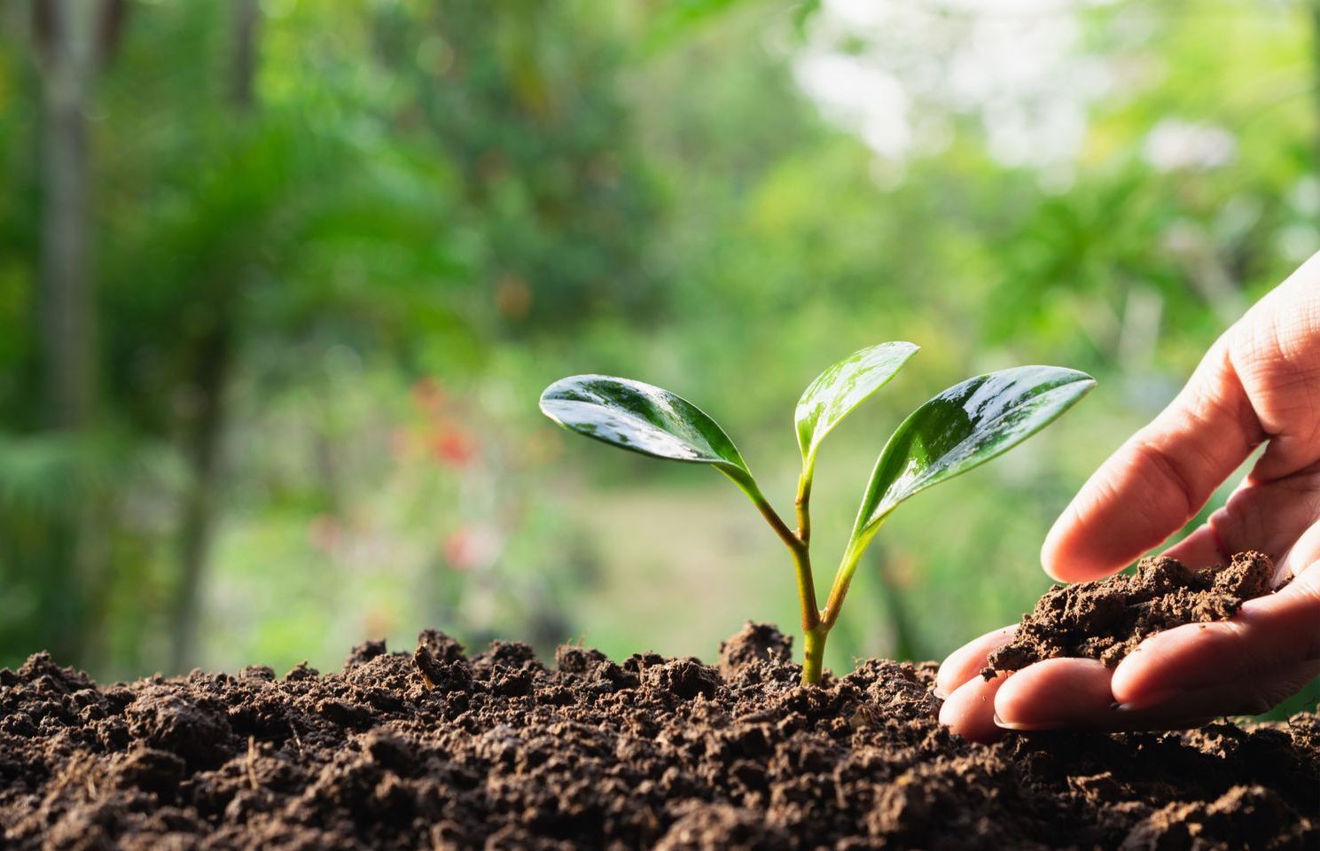 A person is planting a small plant in the soil.
