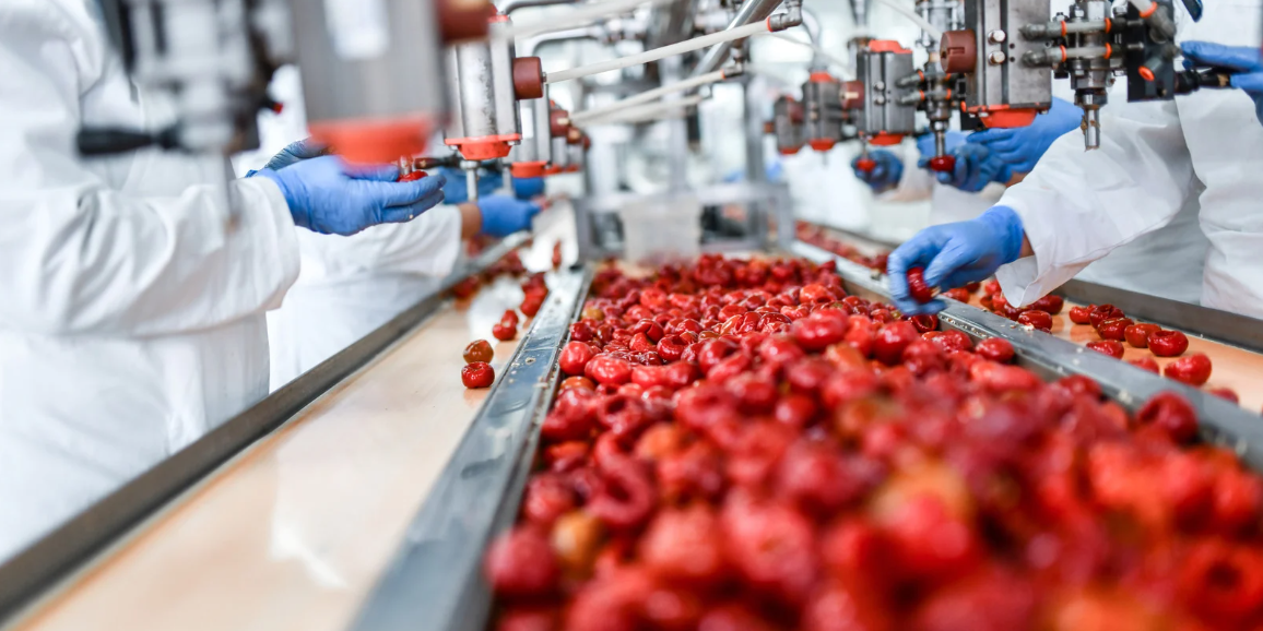 A conveyor belt filled with strawberries in a factory.
