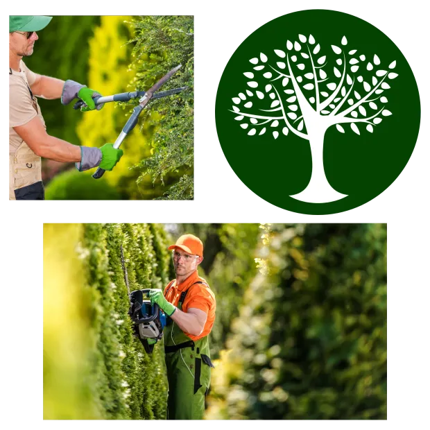 Green Wave Lawn Care - A man is trimming a hedge with a tree in the background.