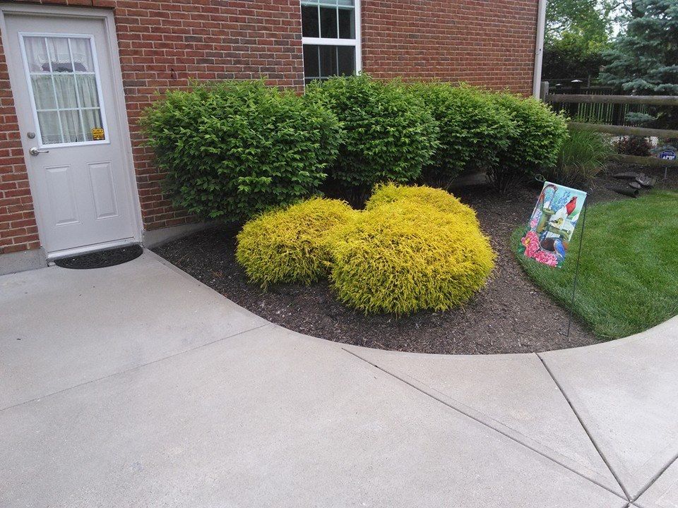 Front entrance with white door, brick wall, and yellow-green shrubs beside a concrete walkway.