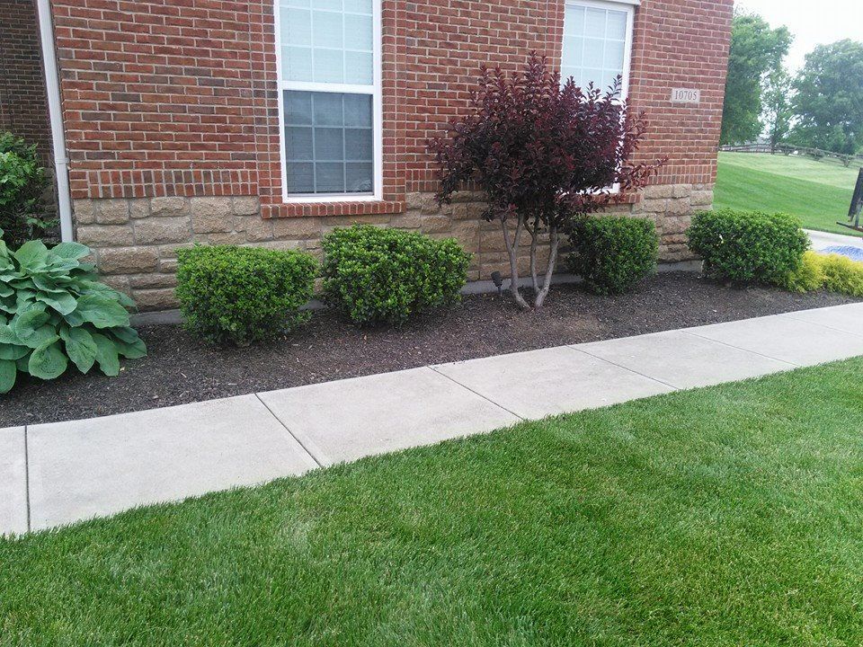 Brick house front yard with shrubs, a sidewalk, and green lawn