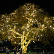 A large tree wrapped in warm white lights at night, with people standing nearby in a dark outdoor setting