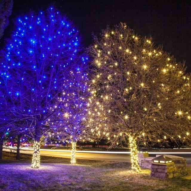 Two trees lit with blue and gold holiday lights in a snowy park at night