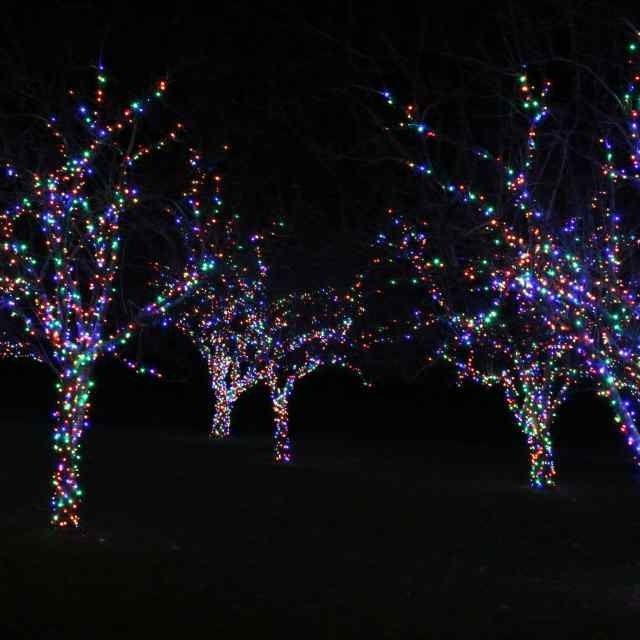 Trees wrapped in colorful holiday lights glowing against a dark night sky