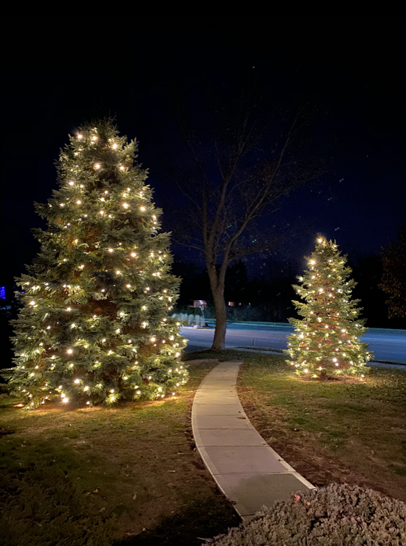 Two lit Christmas trees beside a curved walkway at night