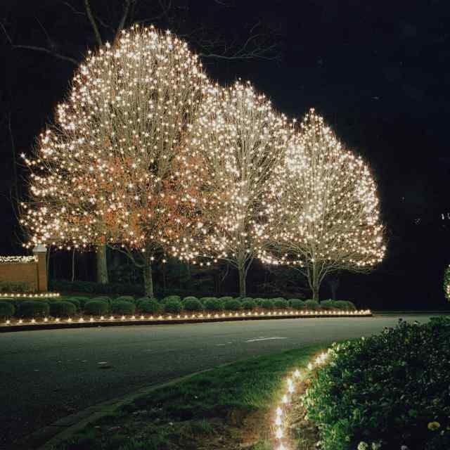 Trees wrapped in white holiday lights along a dark driveway at night