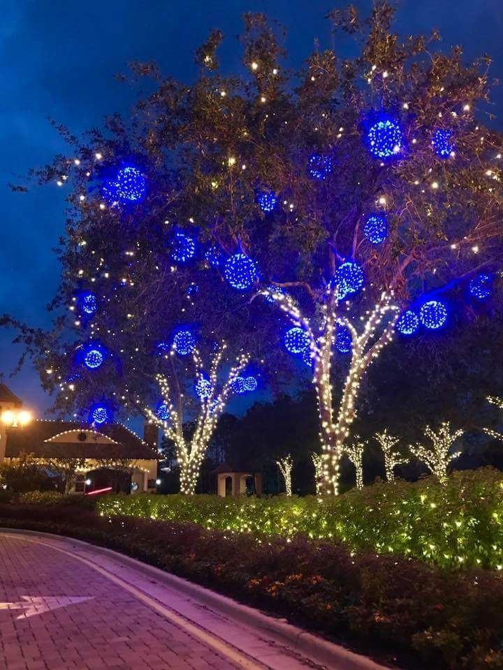 Trees lit with blue and white lights along a landscaped path at night