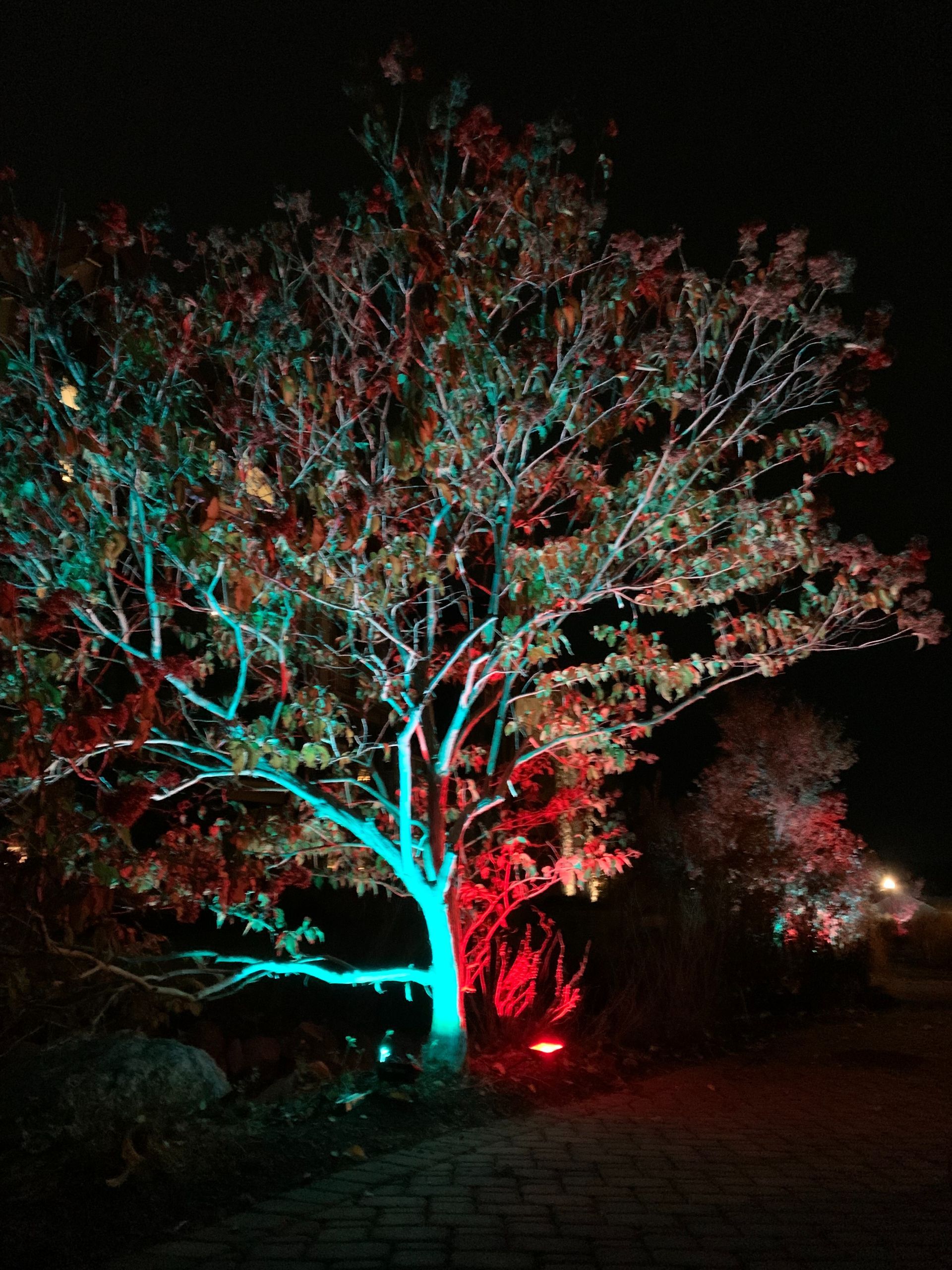 A tree lit with cyan and red lights at night against a dark background